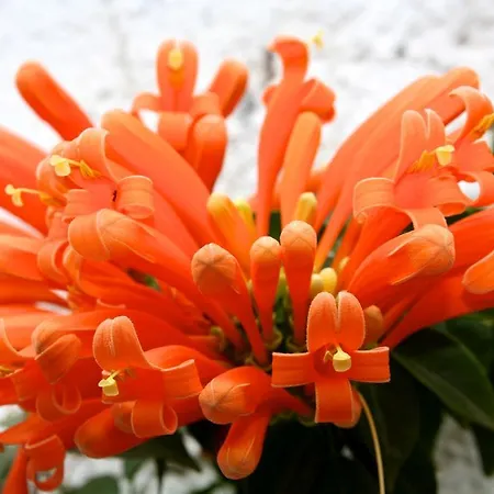 Апартаменты Eco Vista Bonita Сан Мигель