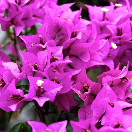 Eco Vista Bonita San Miguel de Abona